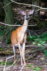 White-tailed deer (Odocoileus virginianus) Doe in late June.