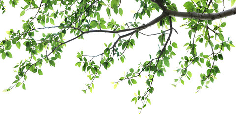 Tree branches with leaves