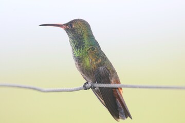 hummingbird in flight