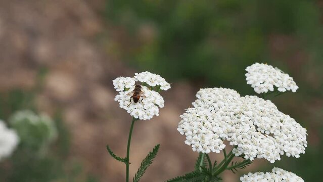 White flower of Yarrow plant and wild bee feeding
