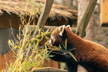 portrait of a red panda in a zoo exhibit. Defocused background. Animal, red fur, beast.