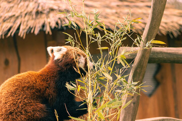 Red panda in the outdoor exhibit of the zoo. Close-up of a red panda eating bamboo branches, Red...