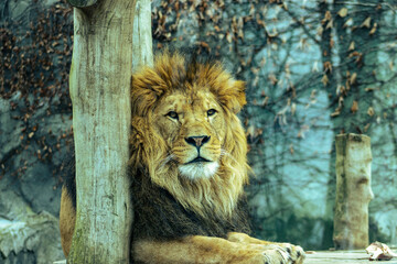 Naklejka premium portrait of a lion resting on a wooden plinth in a zoo exhibit