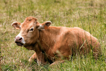 Brown Cow Relaxing in a Grassy Field