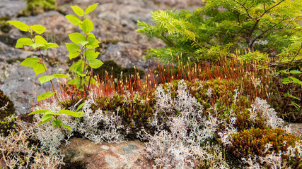 Spring has arrived in Newfoundland, and the moss is beginning to sprout.