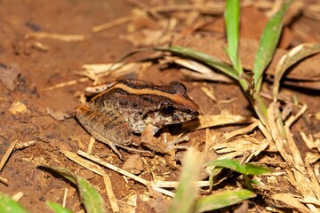 Fitzinger's robber frog, Craugastor fitzingeri