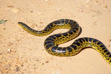 Sucuri snake, in the Pantanal, Cuiabá, Brazil.