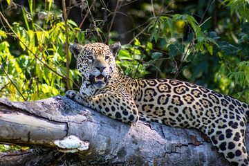 Jaguar in the river, in the Pantanal, Cuiaba, Brazil