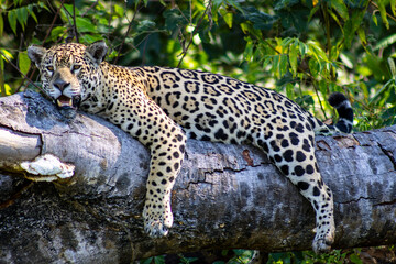 Jaguar in the river, in the Pantanal, Cuiaba, Brazil