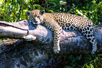Jaguar in the river, in the Pantanal, Cuiaba, Brazil
