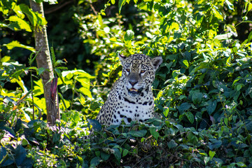 Jaguar in the river, in the Pantanal, Cuiaba, Brazil