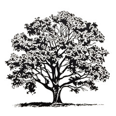Oak Tree Silhouette Isolated on Transparent background