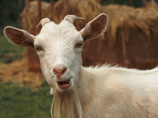 Amy the fainting goat making funny faces as she is getting treats on a summer day