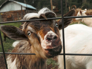 Bentley the fainting goat looking for fun in the field with his herd