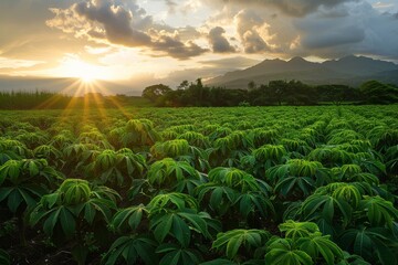 Sunset lighting in a cassava field