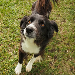 Crash the border collie dog stretching on a sunny summer day in the grass
