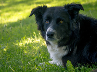 Crash the border collie dog doing his job watching over the animals on the farm