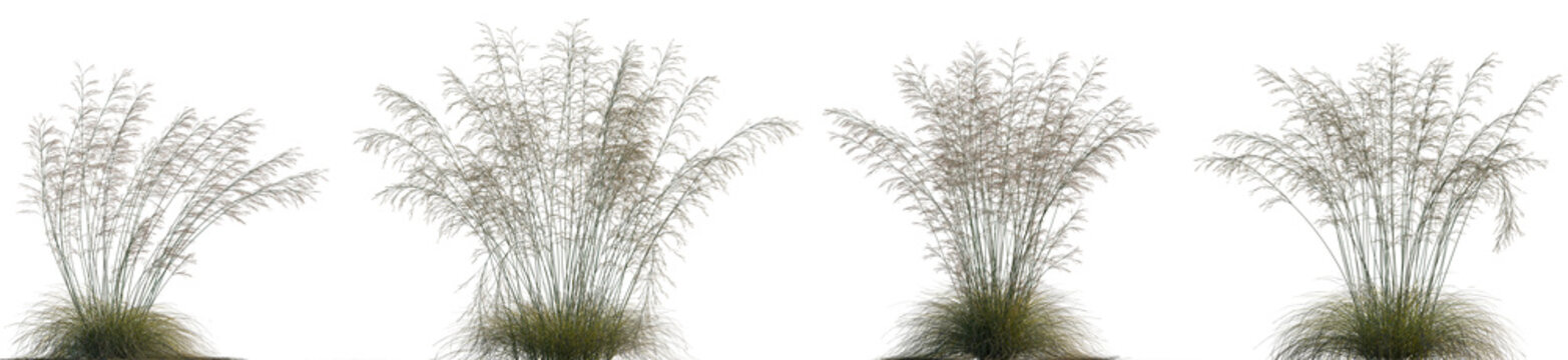 Frontal set of Deschampsia cespitosa single grass isolated png on a transparent background premium cutout high resolution (Tufted Hair Grass, Tussock Grass)