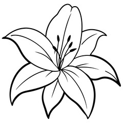 lily flower isolated on white