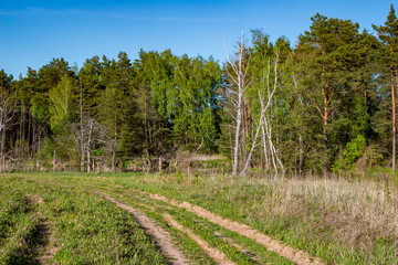 Picturesque natural landscape with a view of a dirt road against the background of a mixed forest