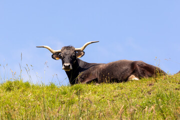Tudanca Cow from Cantabria Resting on a Green Hill