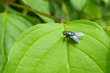 Schmeißfliege auf einem saftig grünen Blatt