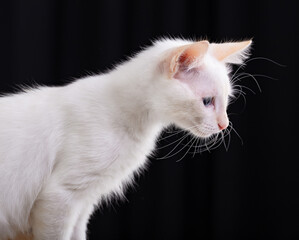 Gatos