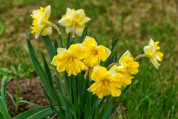 Narcissus flowers in the garden of a country house. Summer in the country.