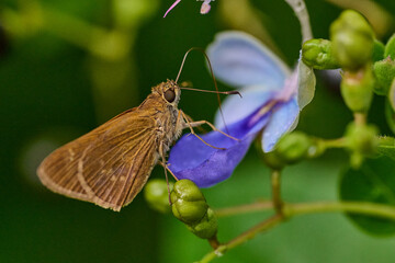 contiguous swift butterfly on a flower 