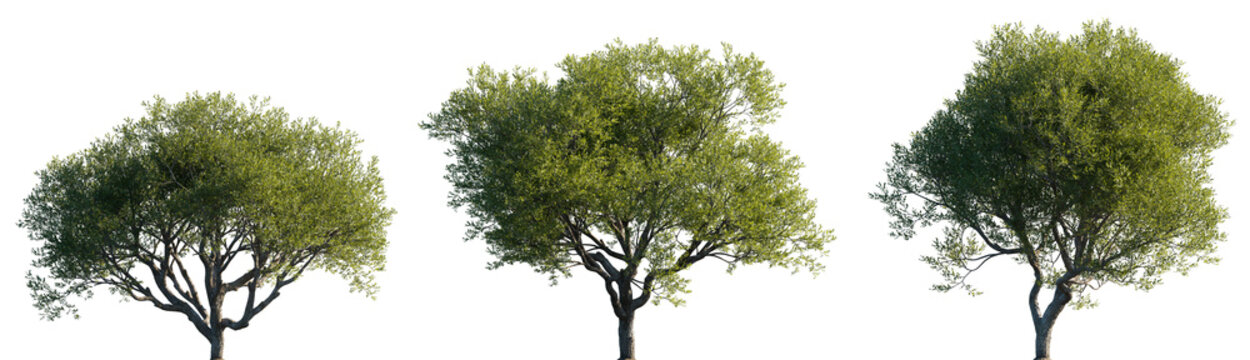 Pistacia lentiscus (Pistachio Tree) set trees medium and small isolated png on a transparent background premium cutout foreground tree