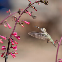 Fototapeta premium Female Anna's Hummingbird feeding in the flowers