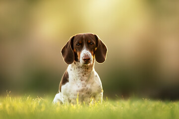 piebald dachshund dog sitting at sunset in green grass glossy background