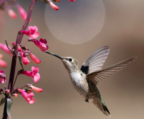Female Anna's Hummingbird feeding in the flowers