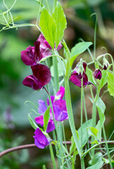 Duftende Platterbse oder Gartenwicke (Lathyrus odoratus), Blüte © AnnaReinert