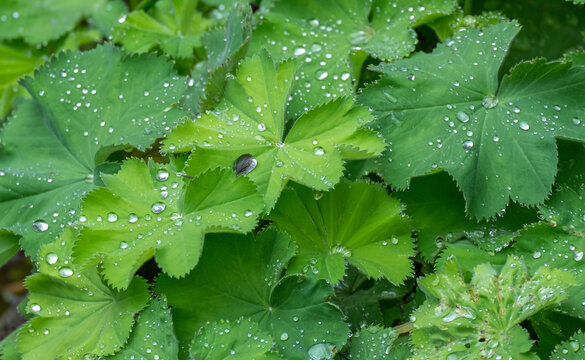 Frauenmantel (Alchemilla mollis) mit Regentropfen,
