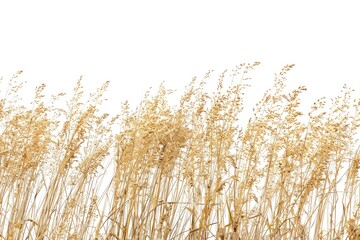 Fototapeta premium A serene image of a field filled with tall grass and a clear blue sky