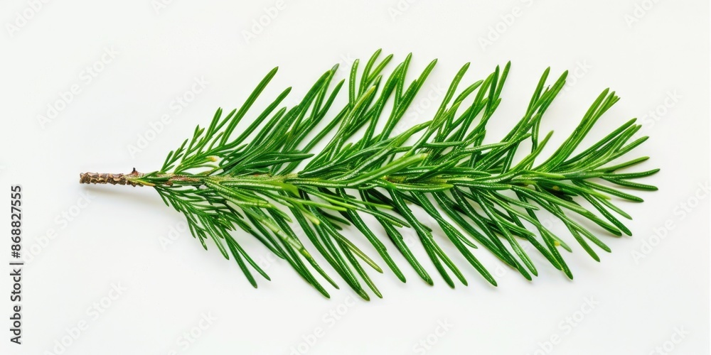 Poster a branch of a pine tree isolated on a white surface, perfect for decorative or design purposes