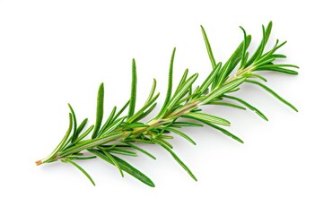 Fototapeta premium Fresh rosemary herb on a clean white surface, ideal for culinary or decorative purposes
