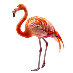 Obraz premium A Flamingo isolated on a transparent background for web banner
