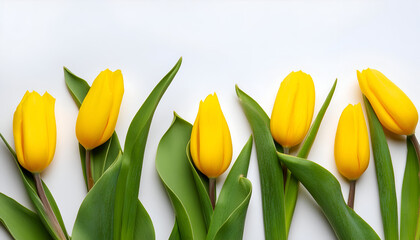 Yellow Tulip Blooms in a Row on a White Background