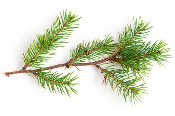 A single pine tree branch on a white background, ideal for use in design and photography projects