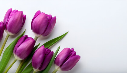 Purple Tulips on White Background in Daylight