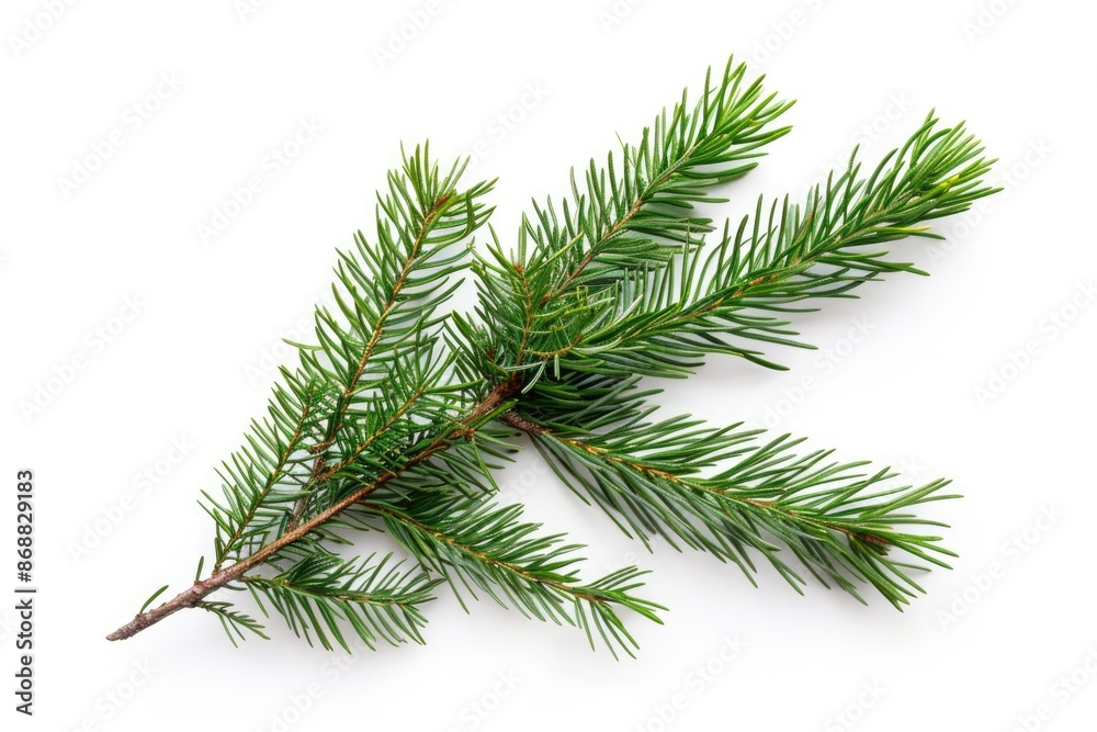 Aufkleber a single pine tree branch against a white background, ideal for use in design and marketing material