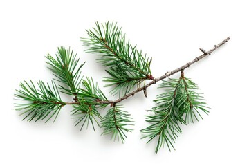 Close-up of a pine tree branch on a white surface