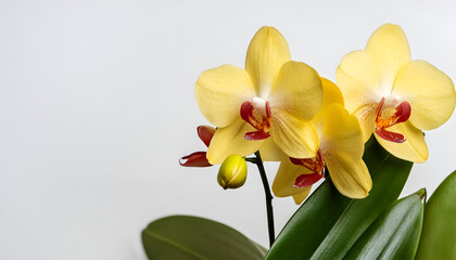 Yellow Orchid With Red Center Close Up Photo
