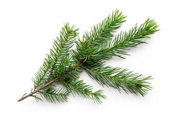 A single pine tree branch against a white background, ideal for use in design and marketing materials