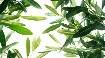 A detailed view of lush green foliage with intricate leaf details