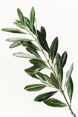 Naklejka premium A single green branch with leaves on a plain white background, ideal for use in designs about nature and the environment