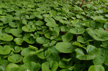 Asarum splendens, asaret à Nantes