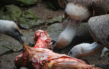 Griffon vultures (Gyps fulvus) feed on meat from a carcass in Artis Zoo, Amsterdam, the Netherlands